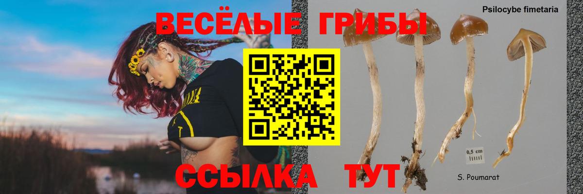 Галлюциногенные грибы Psilocybe  Вход с VPN  Благодарный 